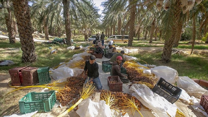 مع تواصل موسم جني التمور بين توزر وقبلي..   زيادة في الصابة بـ200 ألف طن وتباين حول الأسعار المرجعية